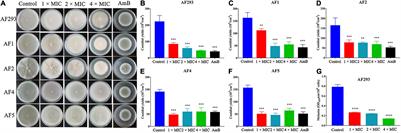 Antifungal Activity of Sodium New Houttuyfonate Against Aspergillus fumigatus in vitro and in vivo